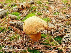 Klikni pro velký obrázek