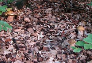 Klikni pro velký obrázek