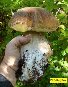 Klikni pro velký obrázek