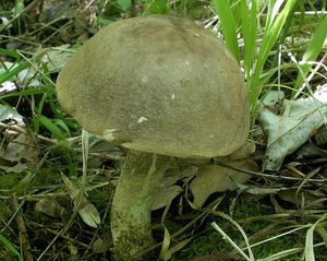 Klikni pro velký obrázek