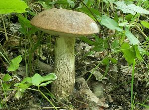 Klikni pro velký obrázek