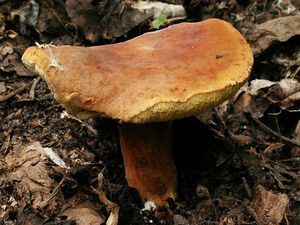 Klikni pro velký obrázek