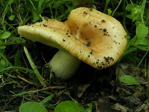 Klikni pro velký obrázek