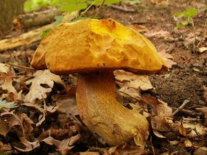 Klikni pro velký obrázek