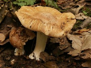 Klikni pro velký obrázek