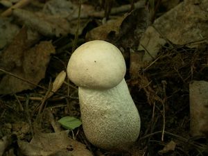 Klikni pro velký obrázek