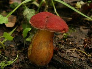 Klikni pro velký obrázek