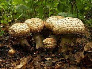 Klikni pro velký obrázek