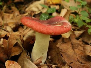 Klikni pro velký obrázek