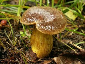 Klikni pro velký obrázek