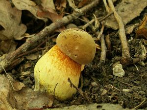 Klikni pro velký obrázek