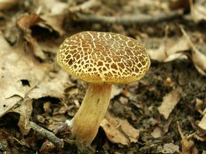 Klikni pro velký obrázek