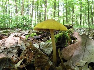 Klikni pro velký obrázek