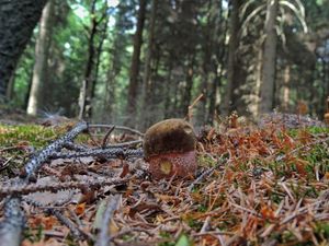 Klikni pro velký obrázek