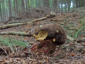 Klikni pro velký obrázek