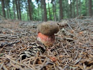 Klikni pro velký obrázek