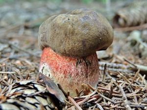 Klikni pro velký obrázek