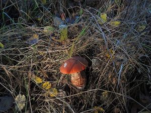 Klikni pro velký obrázek