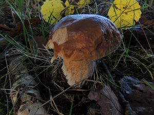 Klikni pro velký obrázek