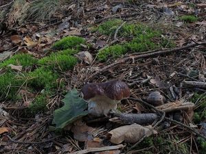 Klikni pro velký obrázek