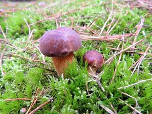 Klikni pro velký obrázek