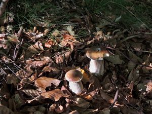 Klikni pro velký obrázek