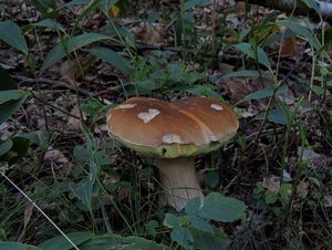 Klikni pro velký obrázek