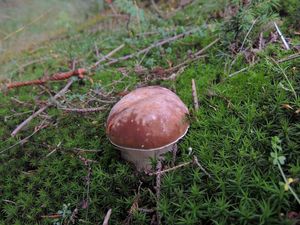 Klikni pro velký obrázek