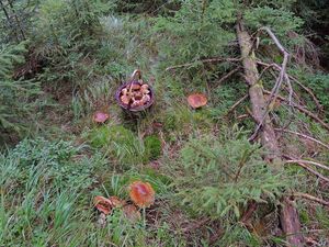 Klikni pro velký obrázek