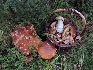 Klikni pro velký obrázek