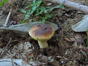 Klikni pro velký obrázek