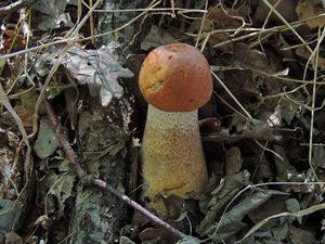 Klikni pro velký obrázek