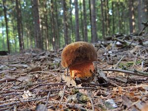 Klikni pro velký obrázek