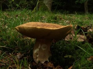 Klikni pro velký obrázek