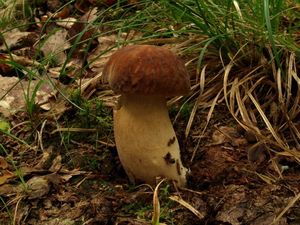 Klikni pro velký obrázek