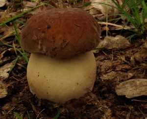 Klikni pro velký obrázek