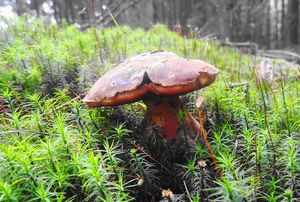 Klikni pro velký obrázek