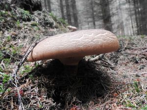 Klikni pro velký obrázek