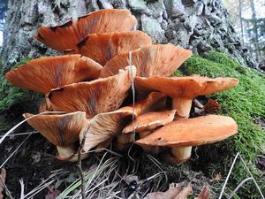 Klikni pro velký obrázek