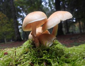 Klikni pro velký obrázek