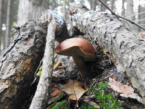 Klikni pro velký obrázek