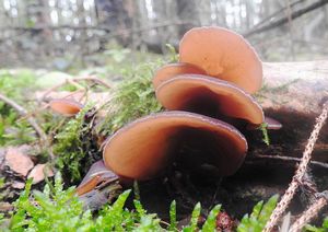 Klikni pro velký obrázek