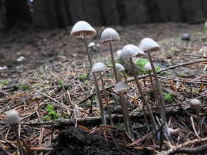 Klikni pro velký obrázek