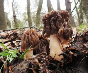 Klikni pro velký obrázek