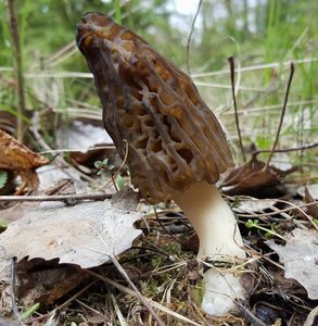 Klikni pro velký obrázek