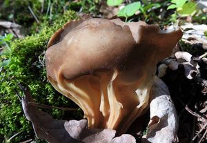 Klikni pro velký obrázek