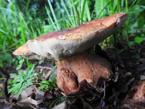 Klikni pro velký obrázek