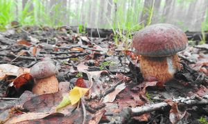 Klikni pro velký obrázek