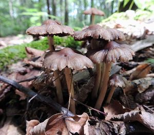 Klikni pro velký obrázek