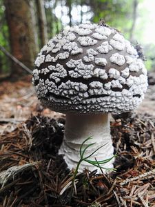 Klikni pro velký obrázek